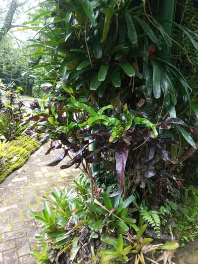 This image depicts a lush, verdant garden scene in Kanand, India, characterized by dense tropical foliage and a paved pathway. The foreground and midground are dominated by a variety of plants. On the right, a cluster of broad-leafed plants, possibly bromeliads, with dark green leaves and some reddish tints, grows vertically on what appears to be a tree trunk or support structure. Below these, and extending towards the center, are numerous Croton plants displaying variegated leaves in shades of bright green, dark red, purple, and black, some with distinct red veins or margins. A dark green vertical pole or pipe is partially visible behind these plants on the right. In the lower left quadrant, a brick paver pathway, arranged in a herringbone pattern, curves gently into the background. The edges of this path are lined with bright green moss or low-growing groundcover. Additional low-lying green plants, similar to bromeliads, are visible along the path's edge and near the base of the taller foliage. The background consists of blurred, dense green trees and foliage under an overcast sky, indicating an outdoor, natural environment. No people or animal subjects are present, and no specific actions or interactions are depicted.