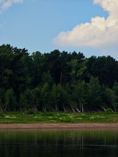 The image depicts a serene natural scene along the bank of a body of water, likely a river, in the vicinity of the city of Pogodaevo, Russia. A dense, verdant forest with a variety of trees, including pines and birches with their distinctive white bark, forms the backdrop. The trees are lush and full, indicating a summer or late spring setting. In front of the forest, a strip of green grass, dotted with small white flowers, transitions to a pebbly shoreline. The water in the foreground is dark and reflective, mirroring the trees and the sky above. The sky is a clear blue with a few large, puffy white clouds scattered across it. The overall impression is one of peaceful, unspoiled nature.