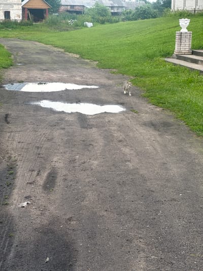 A tabby cat with grey and white fur walks on a dirt path in front of a grassy slope. Several puddles of water are present on the path. In the background, there are buildings, including a structure with a wooden roof and a white decorative urn on a brick pillar next to a set of stairs. The environment appears to be rural, possibly in a village like Рассвет, Russia.