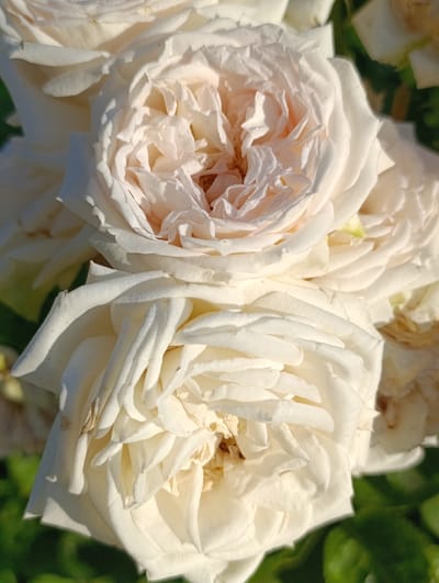 This is a close-up, eye-level, vertical, outdoor, daylight photograph of several white roses. The roses are the dominant subject matter, filling the frame. The petals are delicate and have a layered, ruffled appearance. Some petals are slightly tinged with pink. Tiny water droplets, likely dew, are visible on the petals of the rose in the upper center of the image, catching the sunlight and creating a sparkling effect. The background consists of blurred green foliage, indicating the roses are part of a garden or natural setting. The lighting suggests it is morning or late afternoon, with the sun casting a warm glow on the flowers. There are no people or identifiable structures visible in the image. There is no information that would indicate the location within the city of Samar, Ukraine.