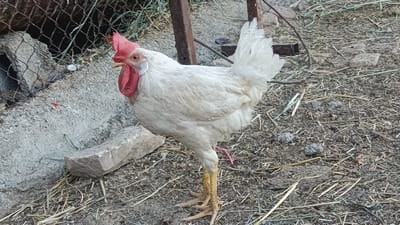 A white chicken with a red comb stands on dry dirt and straw. The chicken's legs are yellow. A pink tag is attached to its left leg. In the background, there is a wire fence and some concrete debris. The scene appears to be outdoors in a rural or farm-like setting. The specific location is identified as Onaldy, Turkmenistan.