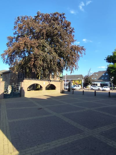A wide-angle, outdoor shot depicts a sunny day in Schaijk, Netherlands, with a clear blue sky. In the foreground, a paved square is laid out with dark grey cobblestones arranged in a grid pattern, accented by lighter yellow border stones. Shadows stretch across the ground, indicating it is likely late afternoon or early morning.

Dominating the left side of the frame is a large, mature tree with dark reddish-brown foliage, its branches reaching towards the sky. Behind the tree, a building constructed of red brick is visible, featuring several windows with intricate white frames. A dark metal gate with decorative scrollwork stands open on the left side of the brick wall.

The brick wall itself has two arched openings, revealing more of the building behind. To the right of the tree, the scene opens up to a street lined with buildings. One building is painted yellow, another has a dark grey roof with multiple dormer windows, and a white building features a sign with dark text, possibly indicating a business. Several cars are parked along the street, including a white van, a white SUV, and two white sedans. A motorcycle is also parked near the curb.

The overall impression is a peaceful, well-maintained public space in a European town. There is no visible activity of people in the image, and the setting appears quiet and still. The sunlight and clear sky suggest pleasant weather conditions.