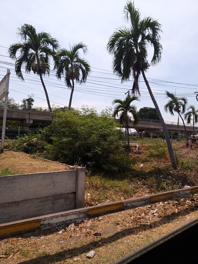 The photograph depicts an urban scene in Hua Hin City Municipality, Thailand, with a mix of natural and man-made elements. In the foreground, there is a concrete barrier alongside a roadside. The ground is covered with dry grass and litter. Several palm trees are scattered throughout the scene, their slender trunks contrasting with the backdrop. An elevated concrete bridge structure looms in the background, spanning the landscape. Power lines crisscross the sky above the trees. Dense green vegetation fills the middle ground, obscuring some of the view. The scene has a slightly overgrown and unkempt feel. The sky is partly cloudy.