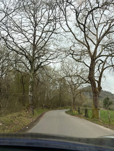An asphalt road curves to the left through a rural landscape in Parres, Spain, under an overcast sky. The image is captured from inside a vehicle, evidenced by a dark-colored dashboard at the bottom. Large, deciduous trees with bare branches line both sides of the road, their trunks covered in moss and lichen, indicating late winter or early spring. The left side features a dense wooded area with some light green foliage beginning to emerge. The right side of the road is bordered by a grassy verge, beyond which lies a vibrant green field with a wooden post fence. Distant hills or mountains are visible in the background. No people are present.