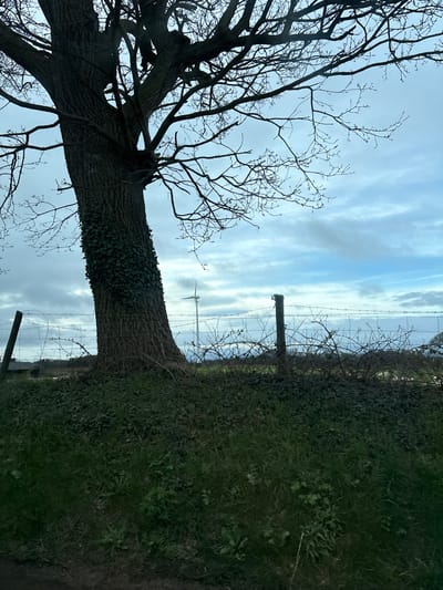 A terrestrial image, captured in Ruyton-XI-Towns, United Kingdom, depicts an outdoor scene dominated by natural elements under an overcast sky. A large, deciduous tree with extensive, bare branches occupies the left foreground, its thick trunk partially covered by dark green ivy. The ground in the immediate foreground consists of dark green grass and low-lying vegetation, with a narrow strip of exposed dark earth at the bottom edge.
Across the midground, a multi-strand barbed wire fence is visible, supported by dark wooden posts. This fence delineates the boundary of a field or pasture, behind which dense, leafless bushes and brambles are present. In the distant background, a white wind turbine stands prominently against the horizon. The sky is characterized by an expanse of blue and grey clouds, indicating overcast conditions. No human or animal subjects are discernibly present, nor are any specific actions depicted.