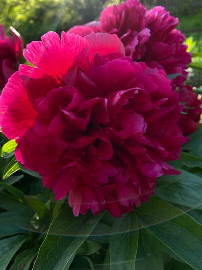 A close-up, outdoor, eye-level shot captures two fully bloomed, deep magenta peonies in the foreground, set against a blurred background of green foliage and dappled sunlight. The petals of the peonies are densely layered and ruffled, with some appearing translucent from the backlighting. The leaves of the peonies are a dark green, with some showing a slight sheen. A subtle rainbow lens flare is visible across the lower portion of the image. The scene is located in Vorokhta, Ukraine.