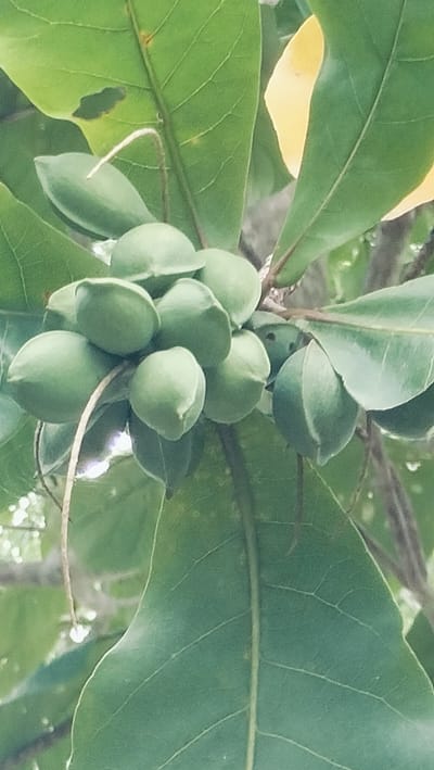 A close-up shot captures a vibrant cluster of numerous small, unripe green fruits growing on a tree branch, densely surrounded by large, lush green leaves. The fruits are oval to almond-shaped, with a slightly pointed tip, and exhibit a uniform light green hue, indicating an early stage of development. They are tightly grouped together, hanging from thin, subtle stems that blend into the foliage.
The leaves are broad, ovate, and a rich medium to dark green, showcasing prominent central veins and intricate secondary venation. Some leaves display minor imperfections, such as small dark spots or a noticeable hole on one leaf. A distinct bright yellow leaf is visible in the upper right portion of the frame, contrasting with the surrounding green foliage and possibly indicating a change in leaf age or light conditions.
The background is softly blurred, hinting at further green foliage and an outdoor natural setting. The image portrays a tranquil moment in nature, focusing on the growth of the fruits. Given the context of Lonbaroh, Indonesia, and the appearance of the fruits and leaves, they strongly resemble those of an Indian almond tree (Terminalia catappa). The scene is illuminated by natural daylight, suggesting it is daytime. There is no visible human activity or text present in the image.