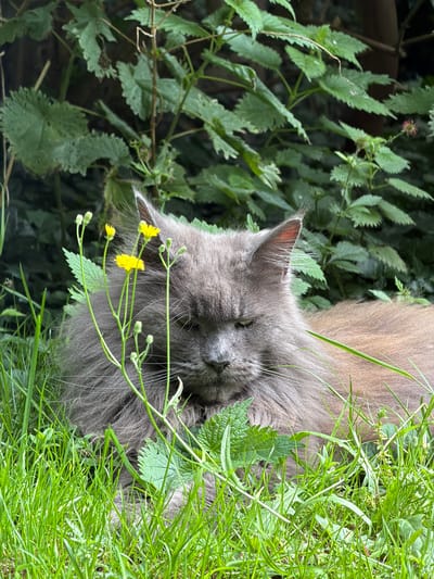 A fluffy, grey cat with green eyes is lying down in lush green grass. The cat's fur is long and appears soft. In front of the cat are several thin, green stems with small yellow flowers and buds. The background is filled with dense green foliage, creating a natural, outdoor setting. The image does not provide any information about the city of Kenningtons, United Kingdom.