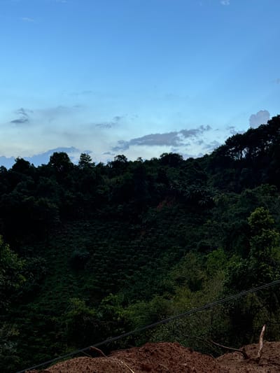 The image shows a lush, green hillside covered in dense vegetation, likely a jungle or forest, in Nao Sẻ, Vietnam. The terrain appears steep and uneven. The sky above is a clear blue with a few wispy clouds, suggesting it might be late afternoon or early evening due to the way the light filters through the trees. Power lines are visible in the foreground, stretched across the frame, indicating some form of human infrastructure is present in the area. The lower portion of the image shows a mound of reddish-brown soil, possibly from recent excavation or a landslide. There are no people or animals visible in the scene.