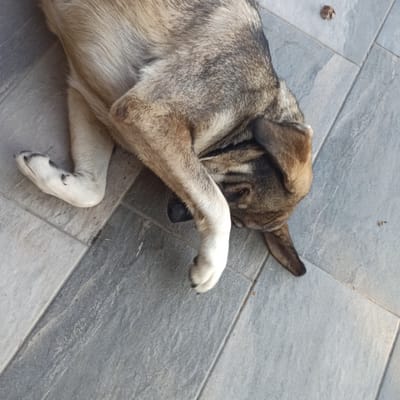 A light brown and gray dog is lying on its back on a tiled floor. The dog's front legs are raised, with one paw covering its face. The other front paw is visible, with black markings on its toes. The dog's body is curled, and its head is turned to the side. The tiled floor is composed of large, gray rectangular tiles. A small, dried brown leaf is visible on the tiles to the upper right of the dog. The scene appears to be outdoors, possibly in a courtyard or patio, in the city of Limani Litochorou, Greece.