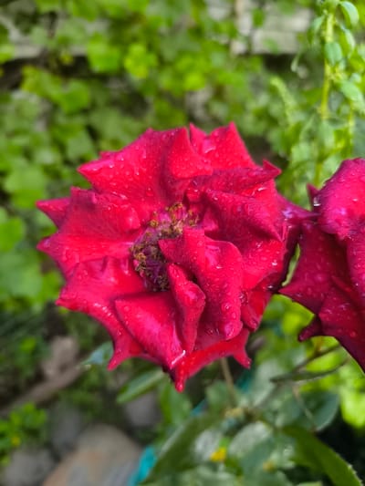 The image shows a close-up of two red roses, with one rose prominently in the foreground and another partially visible to its right. Both roses are covered in water droplets, suggesting recent rain or watering. The petals are a deep, rich red and appear to be slightly unfurled, revealing the flower's center with visible stamens. The background is a blur of green foliage, indicating an outdoor setting, likely a garden or park. The lighting suggests it is daytime, with natural light illuminating the scene. There are no people or animals visible in the image. The location in Khadyzhensk, Russia, cannot be determined from the visual information provided in the image.