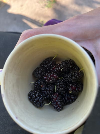 A close-up shot shows a hand holding a cream-colored mug filled with ripe, dark purple mulberries. The mulberries are clustered together, with some stems still attached. The mug's interior is also cream-colored, and the exterior has a slightly textured finish. The background is blurred, but hints of green foliage and a gray, paved surface suggest an outdoor setting. Sunlight casts shadows, indicating it is daytime. The focus is on the fresh fruit and the simple act of holding the mug. There is no visible text.