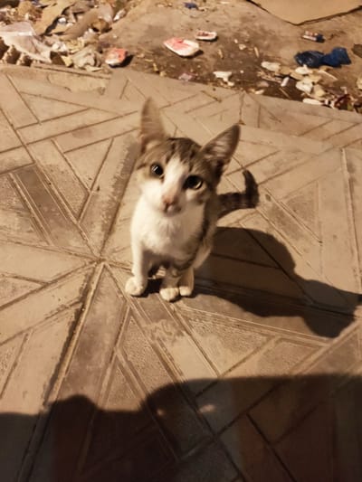 The image shows a young tabby and white cat sitting on a tiled surface, looking directly at the camera. The tiles are arranged in a geometric pattern. In the background, there is a pile of debris, including plastic bags and what appears to be discarded food packaging, suggesting an urban environment. The lighting suggests it is nighttime, with artificial light casting shadows. The location is identified as Ariana, Tunisia. There are no people visible in the image. The cat appears to be in good health and is the primary subject. The overall scene depicts a common sight in urban areas where stray animals may be found scavenging near refuse.