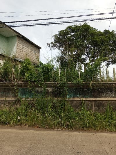 This image depicts an outdoor scene in the city of Kandenuwara, Sri Lanka, under an overcast sky. In the foreground, a segment of a grey asphalt road runs horizontally, with a faint linear marking visible. Immediately adjacent to the road, a strip of unkempt grass and weeds grows, interspersed with small white litter fragments.
Behind the vegetation, a concrete boundary wall extends across the midground. This wall, approximately 1.5 to 2 meters high, features a horizontal molding near its top edge. Below this molding, a faded blue-green paint or residue is visible on the wall's surface. The wall is significantly overgrown with green vines and various plants. Extending upwards from behind the wall are multiple slender, vertical posts, likely part of a fence structure, partially obscured by the dense foliage.
In the background, on the left, a portion of a two-story building is visible. The upper section displays exposed grey concrete blocks, suggesting an unrendered or unfinished facade, with a pale green underside to its roof eave. On the right, a large, mature tree with dense green foliage stands prominently, its branches extending against the light grey, overcast sky. Below and around the tree, additional dense vegetation is present. Overhead, multiple black utility wires stretch horizontally across the upper part of the frame. No individuals or active interactions are present in the scene.