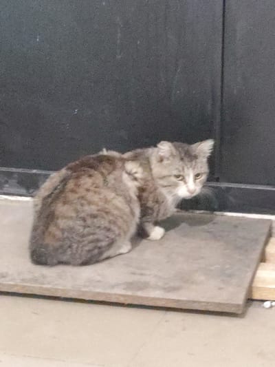 A tabby cat with a mottled grey and brown coat and white paws sits on a flat, grey stone slab placed on a concrete surface. The cat is facing to the right, with its head turned slightly towards the viewer, and appears to be looking downwards. The background consists of a dark, textured surface, possibly a door or wall, with a horizontal seam visible. The scene is dimly lit, with the cat's fur appearing somewhat disheveled. The overall setting suggests an outdoor environment, potentially near a building entrance in the city of Askiz, Russia.
