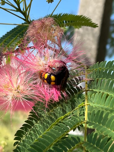 A close-up shot captures a yellow and black insect with orange accents on a pink, fluffy flower. The insect is positioned in the center of the frame, nestled within the delicate petals of the flower. Its body is predominantly black with bright yellow markings, and its head appears to be darker. The flower, likely from a Mimosa tree, features numerous thin, pink stamens that give it a feathery appearance. Green, fern-like leaves frame the flower, with some leaves blurred in the foreground and background, suggesting a shallow depth of field. The overall lighting is bright, indicating it is daytime, and the background shows a soft blur of green foliage and a lighter-colored vertical object, possibly a tree trunk or a building, under a clear blue sky. The location is specified as Fontanka, Ukraine.