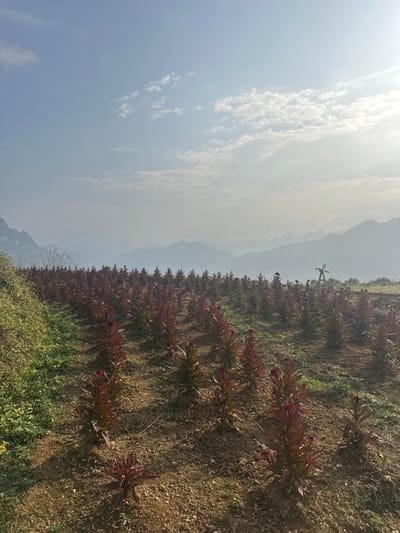 The image depicts a cultivated hillside field located in Minh Tân Commune, Vietnam. The foreground and midground feature numerous rows of mature Celosia plants, characterized by dark red-maroon foliage and prominent red cockscomb flower heads, planted in tilled, light brown soil. Patches of green vegetation are visible on the left side of the slope. In the far midground, slightly elevated on the right, a small, dark decorative windmill structure is present. The background consists of multiple layers of receding mountains, appearing progressively lighter and hazier due to atmospheric perspective. The sky is a clear light blue with scattered white stratocumulus clouds, and a bright sun glare is visible in the upper right quadrant. No individuals or active subjects are present in the scene.