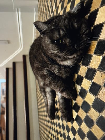 A dark-furred domestic cat, possibly a tabby with faint stripes, lies prone on a tiled floor surface in an indoor residential environment. The cat has greenish-yellow eyes and a small patch of white fur on its chin. Its front paws are extended forward onto the floor, which features a checkerboard pattern composed of small, square black and light beige/tan tiles. Some tiles show slight variations in color or texture. In the background, to the left, a portion of a staircase is visible, displaying a light-colored handrail or banister and dark vertical balusters. The scene is illuminated by ambient indoor lighting.