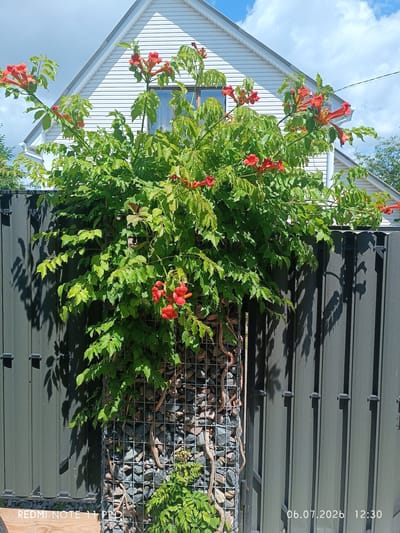 This is a medium shot of a Trumpet Vine (Campsis radicans) growing on a gabion wall in front of a dark gray metal fence. The vine has bright orange-red trumpet-shaped flowers and green leaves. The gabion wall is filled with stones of various gray and pink hues. Behind the fence and vine, a white house with a gable roof and a window is visible. The sky is blue with scattered white clouds. The scene appears to be set in a residential area, possibly a backyard or garden. The timestamp "06.07.2026 12:30" and "REDMI NOTE 11 PRO" are visible in the lower right and left corners, respectively. The location is identified as Vita-Poshtova, Ukraine.