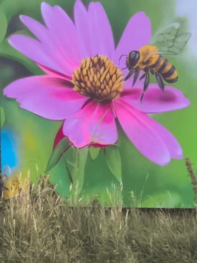 The image depicts a close-up, vibrant painting of a bee on a pink flower, set against a blurred green background. The bee, with its characteristic yellow and black stripes and translucent wings, is positioned on the flower's disc florets, suggesting it is collecting nectar or pollen. The flower, likely a type of daisy or coneflower, has delicate pink petals radiating outwards from a textured, golden-brown center.
The foreground of the painting features a detailed representation of dry, brown grass and vegetation, which adds a naturalistic element to the scene. This grassy area creates a textural contrast with the smooth, painted surface of the flower and bee. The background is a soft wash of greens and blues, with hints of yellow, implying foliage and perhaps a hint of sky, creating a shallow depth of field that keeps the focus on the main subjects.
The style of the painting is realistic, with soft brushstrokes that give it a slightly impressionistic feel. The lighting appears to be natural, casting subtle shadows and highlighting the textures of the flower and bee. There are no discernible people, text, or specific time-of-day or weather indicators, beyond the general impression of a sunny outdoor environment conducive to bee activity. The setting is a natural outdoor scene, likely a garden or meadow. Given the location context of Almere, Netherlands, this artwork could be a mural or part of a public art installation depicting local flora and fauna. The overall mood is one of peaceful observation of nature's intricate details.