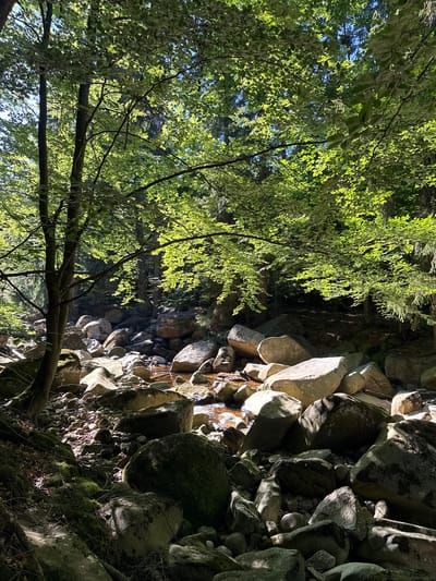 This is a vertical, full-shot photograph of a rocky stream bed in a forest, taken from a low angle. The left side of the frame is dominated by the lush, green foliage of trees, with sunlight filtering through the leaves, creating a dappled effect. The leaves are light green and appear to be in full bloom. Branches from these trees extend into the frame, some casting shadows on the rocky terrain.
The right side of the image features a dense collection of large, grey rocks of varying sizes, some covered in moss. These rocks line a shallow stream, where water appears to be flowing over them, creating reflections and highlighting the textures of the stones. The water is shallow, and the rocks are wet in places, suggesting it is a moving stream. The forest floor beneath the trees is dark and appears to be covered in fallen leaves and moss.
The lighting suggests it is daytime, likely late morning or early afternoon, given the strong sunlight and shadows. The overall mood is serene and natural, evoking a sense of peace within a woodland setting. The location cues such as the type of rocks and the dense forest are consistent with a natural, mountainous or forested area like Szklarska Poręba, Poland. There is no visible text in the image.