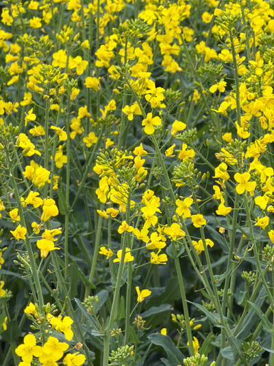 The image shows a close-up view of a field of blooming rapeseed plants. The location is likely Auvers-sur-Oise, France, given its rural character and historical association with agriculture. The plants have bright yellow flowers densely clustered on green stems, with some buds still closed. The overall effect is a mass of yellow against a background of green foliage. There are no people visible. The scene depicts the natural environment of a field of flowering plants.