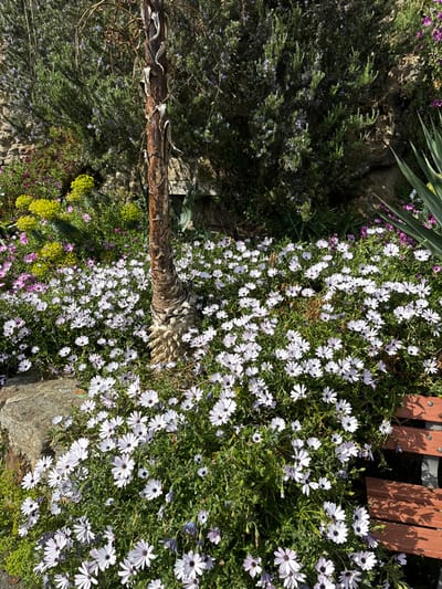 The image shows a close-up view of a garden in Dinard, France, specifically at the coordinates 48.634, -2.049. The garden is filled with vibrant, light purple flowers that are in full bloom, covering the ground in a lush carpet. A single, tall, brown tree trunk with a rough bark texture stands in the center of the image, partially obscured by the flowers. To the right of the tree, the flowers are partially obscured by a brown wooden bench. Behind the flowers, there is a lush green shrubbery, suggesting a larger garden area. The image appears to be taken on a sunny day, with the light reflecting off the flowers.