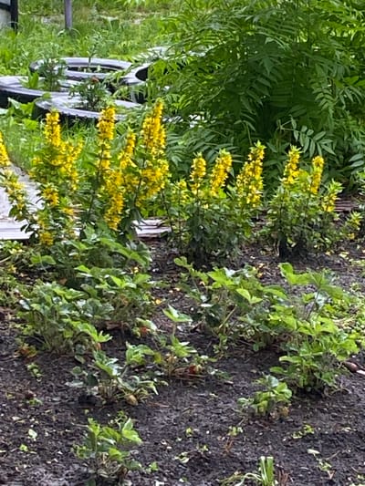 In an outdoor setting, possibly within the city of Berëzovaya Roscha, Russia, a garden bed features a variety of plants. In the foreground, several strawberry plants with green foliage are visible, with some small red strawberries also present. Behind the strawberry plants, a row of tall yellow flowers, likely Lysimachia, stands in bloom. In the background, lush green foliage and trees create a dense natural backdrop. There are also repurposed black tires, arranged in a circular fashion, which appear to be used as planters or decorative elements, with small green plants growing within them. The ground is dark soil, with some scattered organic material. The lighting suggests it is daytime, with overcast conditions or shade contributing to the overall soft illumination. There are no people or animals actively present in the image.