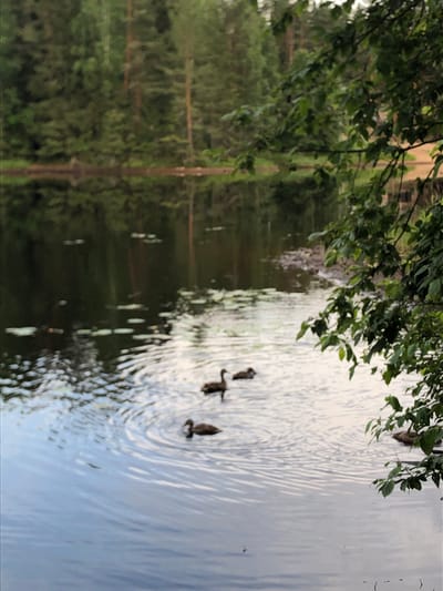 The image depicts a tranquil lake scene in Svirstroy, Russia. Lush green trees line the far bank of the lake, their reflections subtly mirrored on the water's surface. In the foreground, a few ducks are swimming, their presence creating gentle ripples on the water. The overall atmosphere is serene, capturing a moment of natural beauty.