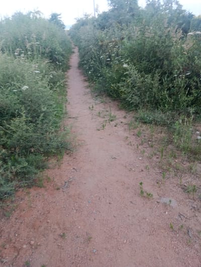 A dirt path winds through a densely vegetated area in Bogatyrovka, Kyrgyzstan. Tall, green plants and grasses line both sides of the path, some with small white flowers. The path itself is made of reddish-brown dirt and small pebbles. The vegetation is thick and appears to be wild, suggesting a natural or semi-natural environment. The sky is overcast and appears pale. There are no people or animals visible in the image.