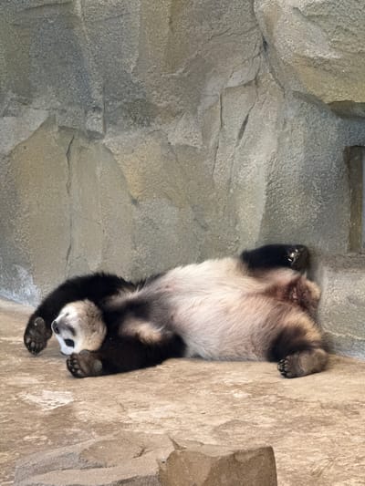 A panda is lying on its back against a stone wall in an enclosure. The wall is light grey and beige, appearing like artificial rocks. The panda's belly is white, and its legs and shoulders are black. The panda's head is pale with black patches around the eyes. The location is potentially in the Chenghua District, China, which is known for panda conservation efforts.