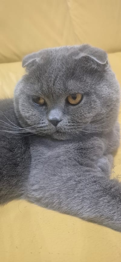 A close-up shot of a grey Scottish Fold cat is captured against a blurred yellow background. The cat's distinctive folded ears are visible, and its amber eyes are looking directly at the camera with a neutral expression. The cat's fur appears soft and dense. The image is tightly cropped, focusing on the cat's face and upper body. There is no information in the image to suggest a specific location in Póvoa de Varzim, Portugal.