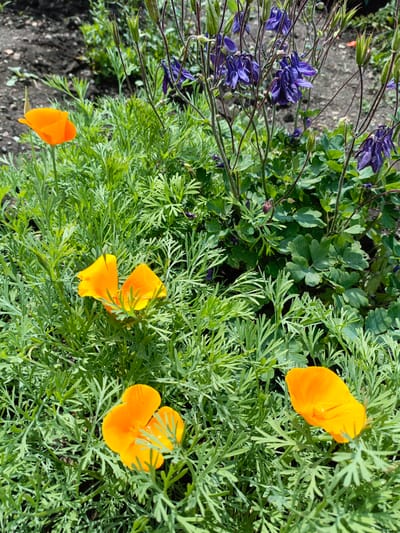This is a close-up, eye-level shot of a garden bed filled with lush green foliage. Several vibrant orange California poppies are in bloom, their delicate petals unfurling amidst the feathery leaves. Interspersed with the poppies are dark purple columbine flowers, their unique spurs adding a contrasting shape and color to the scene. The background consists of dark soil and more greenery, suggesting a natural outdoor setting. The image appears to be taken in Novoznamenskaya 1-Ya, Russia, on a bright, sunny day, as indicated by the clear focus and natural lighting. There are no people or animals visible in the frame.