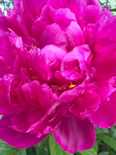 A close-up, eye-level shot captures the vibrant pink petals of a peony bloom. The flower is the primary subject, filling the frame with its lush, layered texture. Delicate yellow stamens are visible nestled within the folds of the petals. The background is softly blurred, with hints of green foliage and bokeh-like circles of light, suggesting an outdoor setting. The image is sharp and well-lit, highlighting the intricate details of the flower's structure. This photograph was taken in Petukhi, Russia.