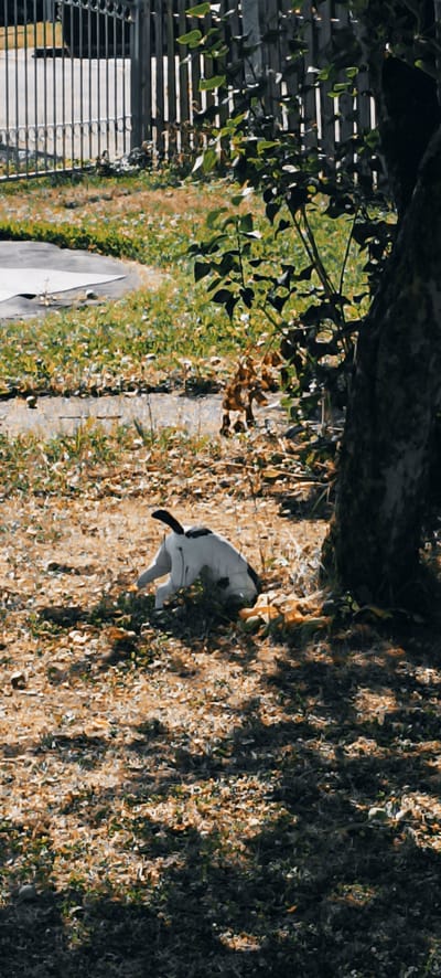 A black and white domestic short-haired cat is partially visible in the foreground, crouched near the base of a tree on a grassy area covered with dry leaves. The cat is positioned on its belly, with its head down, possibly sniffing or digging. Its tail curves upwards and to the left. To the left of the cat, a light-colored path or patio is visible. In the middle ground, a spotted animal, possibly a dog or another cat, is visible amongst the grass and leaves. The background features a metal fence and a wooden fence. The scene is outdoors, likely in a park or residential area. The lighting suggests it is daytime, with shadows cast by the trees. The location is Plüderhausen, Germany.