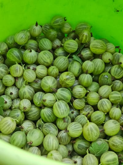 A close-up, overhead view of a bright green plastic bucket filled with a large quantity of green gooseberries. The berries are round to slightly oval, with faint lighter green stripes running vertically around them. Some berries have small brown stems or remnants of stems attached. A few green leaves are interspersed among the berries. The lighting is even, with no harsh shadows. The context suggests a harvest or collection of fruit, likely in an outdoor or agricultural setting, and is not specifically indicative of the city of Kamen-na-Obi, Russia, or any urban environment.