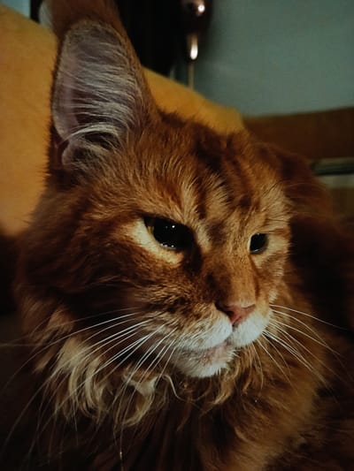 This is a close-up, indoor shot of an orange tabby cat, likely a Maine Coon, given its size and fluffy mane. The cat is resting, its head turned to the right, with its gaze directed off-camera. The lighting is dim, suggesting it might be evening or a dimly lit room. The background is blurred, with warm, orange tones from what appears to be a couch or chair, and a muted teal wall. The cat's fur is a rich orange with darker tabby markings on its forehead and cheeks. Its large, pointed ears are visible, with fine hairs inside. The cat's eyes are dark and appear alert, with a slight squint. The whiskers are long and white, fanning out from its muzzle, which is also adorned with white fur. The cat's expression is calm and perhaps a little regal. There is no visible text in the image. The location context of Ashkelon, Israel, does not provide any specific visual cues within the image itself.