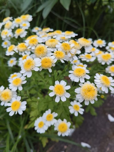 This media file is a close-up photograph of a cluster of white and yellow daisy-like flowers. The flowers have bright yellow centers and delicate white petals that are slightly pointed. Many of the flowers are in focus, allowing for a clear view of their intricate details, while others are softly blurred in the background, creating a sense of depth. Green foliage forms the backdrop, with some leaves also out of focus, suggesting a natural, outdoor setting. The lighting appears soft and natural, hinting at daytime, possibly overcast or in the shade. There are a few very small insects visible on some of the flower petals, adding a touch of realism to the scene. The overall impression is one of natural beauty and tranquility. The location context of Венюково, Russia, suggests this could be a garden or a wild patch of flowers in that region. No people, text, or specific events are depicted.
