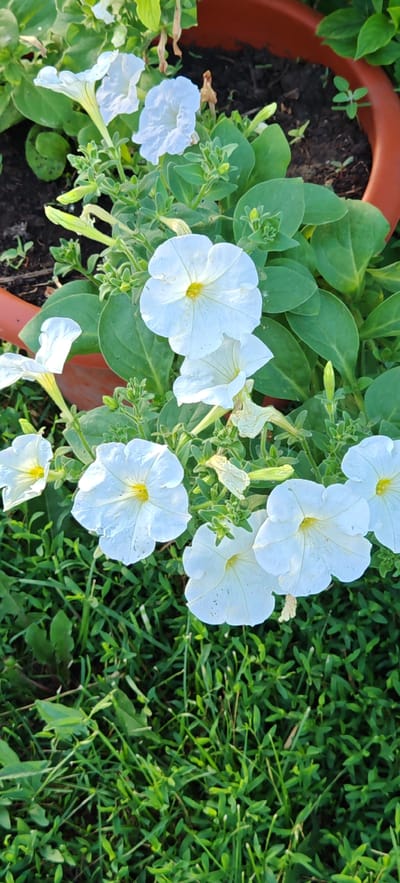 A close-up, high-angle shot captures a cluster of white petunias with yellow centers blooming in a terracotta pot. The flowers are in various stages of bloom, with some fully open and others in bud. Lush green leaves surround the blossoms, and the soil in the pot is visible. The lower portion of the image is filled with the vibrant green of cut grass, suggesting it may have been recently mown. The scene is likely located outdoors in a garden or yard, possibly in Altayskoye, Russia, given the context. The lighting suggests it is daytime, with sunlight casting soft shadows.