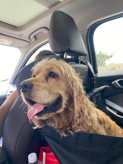 The image depicts a dog, likely a Cocker Spaniel, inside a car. The dog is positioned in a black pet carrier attached to the car seat headrest. The dog has golden fur, with its tongue protruding, and is looking toward the camera. The interior of the car is visible, including a gray headrest, a roof handle, a passenger seat, a red tote bag, and a water bottle. The location is Taghazout, Morocco, as suggested by the context provided. The environment is bright, indicating daylight. The dog appears relaxed inside the car.