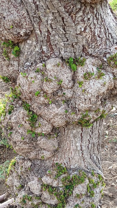 The image shows a close-up view of the textured bark of a tree. The bark is rough and gnarled, with prominent, bulbous growths that are covered in small, green leaves. The color palette is dominated by grays, browns, and the vibrant green of the new growth. The background is blurred, suggesting a natural outdoor setting, possibly the ground with dry leaves or soil. The focus is entirely on the intricate details of the tree's trunk. There are no people, animals, or any indication of human activity or the specific location in Pasi ie Leubeue, Indonesia.