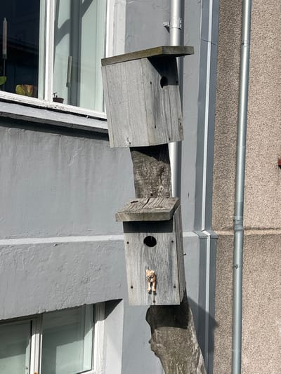 A birdhouse made of weathered wood is mounted on a tree trunk in Reykjavík, Iceland (latitude: 64.143, longitude: -21.924). The birdhouse is made up of three parts, the topmost being the largest. There is a small hole on the front face of the birdhouse, and a small, plastic figure of a cat is situated just below it. The tree is adjacent to a building with a gray stucco exterior. There is a window on the lower left side of the building, and another window above. A gray metal pipe runs vertically along the side of the building. The tree is partially shaded by the building.