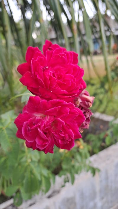 This is a close-up, vertically oriented, outdoor photograph of two fuchsia-colored roses in bloom. The roses are the primary subjects, occupying the center and right portions of the frame. The rose in the foreground is slightly to the left and appears to be in full bloom with many layered petals. Behind it, and slightly higher, is another rose, also in full bloom, with some dried, darker petals visible to its right. Both roses are vibrant and detailed.
The background is softly blurred, creating a bokeh effect. To the left of the roses, there are vertical green elements, likely foliage or palm fronds, with bright, out-of-focus circles of light. To the right and bottom of the roses, there is more blurred greenery and a rough, light-colored textured surface, possibly a concrete barrier or wall. The overall lighting suggests it is daytime, with natural light illuminating the scene. The image appears to have been taken in Kruengjuli Barat, Indonesia, given the context of the location. There are no people or animals visible in the image.
