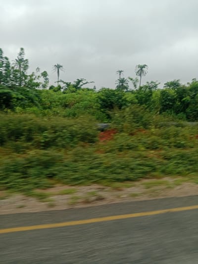 The image shows a view of a road with a yellow line dividing the lanes, bordered by lush green vegetation and palm trees against an overcast sky. The scene is characterized by motion blur, indicating it was taken from a moving vehicle. The roadside is dense with various types of green plants, including tall palm trees, some of which are blurred due to the movement. The ground beside the vegetation appears to be unpaved with some patches of lighter soil and scattered green growth. The overall impression is of a rural or semi-rural landscape in Umuosonwu, Nigeria, during what appears to be a cloudy day.