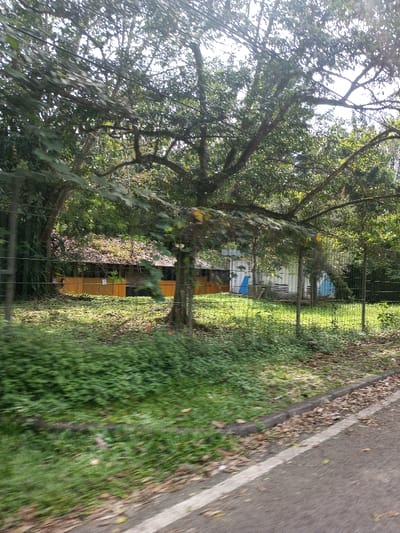The image captures an outdoor scene in the city of Namthoung, Laos, from a roadside perspective. In the foreground, a dark asphalt road surface with a partial white line on its right edge transitions to a concrete curb. Scattered dry leaves are present on the road shoulder and curb. Immediately beyond the curb, a strip of bright green grass and low-lying foliage extends towards a metal fence that runs horizontally across the midground. Several large trees with dark, gnarled trunks and dense green canopies are visible, primarily inside the fenced area and overhead, with bright sunlight filtering through their leaves.
Behind the fence, to the left, a long, single-story building with a dark, possibly thatched or tiled, roof is partially visible. Its facade is a consistent orange-brown or yellowish-brown, suggesting wooden construction or paneling, with multiple darker rectangular openings or windows. To the right of this structure, a lighter-colored, utilitarian building, possibly white or light gray, features distinct blue geometric shapes (a triangle and another irregular shape) painted on its visible side. The ground within the fenced area is covered in light green grass, with small red elements (possibly flowers) near the base of a prominent tree. No individuals or specific actions are visible within the scene.