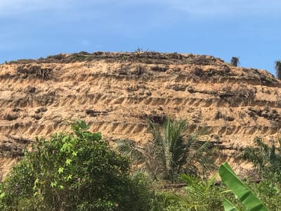 The image depicts a deforested hill in Halaban, Indonesia. The hill's surface is exposed, revealing layers of light brown soil and remnants of vegetation, primarily dark brown roots and dead branches, distributed across the steps. The sky above is clear and blue. In the foreground, various green plants and small trees thrive, partially obscuring the base of the hill. The vegetation includes leafy bushes with small purple flowers, palm fronds, and banana leaves.