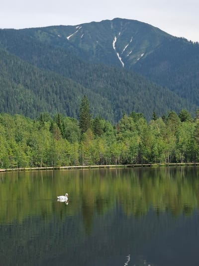 This is a vertical, eye-level, medium shot of a lake in Vydrino, Russia. In the foreground, a white swan swims on the lake, which reflects the surrounding trees and sky. A wooden walkway runs along the edge of the lake. Behind the lake is a dense forest, and in the background, a mountain with patches of snow is visible. The sky is overcast.