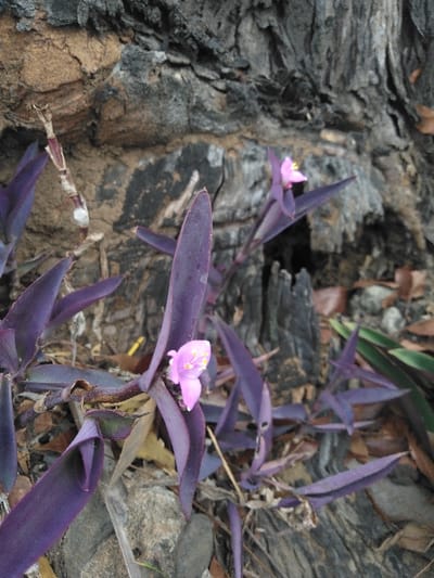 A close-up image taken in Cijedil, Indonesia, depicts a patch of *Tradescantia pallida* (Purple Heart) plants. The foreground is dominated by multiple stems of the plant, characterized by dark purple, elongated leaves. Two small, light pink flowers, each with prominent yellow stamens, are visible; one is centrally located, and another is partially visible towards the upper right. The plants are rooted in disturbed soil mixed with small rocks and sparse dried leaves. The background consists primarily of a large, dark, deeply textured surface, consistent with the bark of a tree trunk or weathered wood, exhibiting areas of lighter brown coloration. No human figures are present.