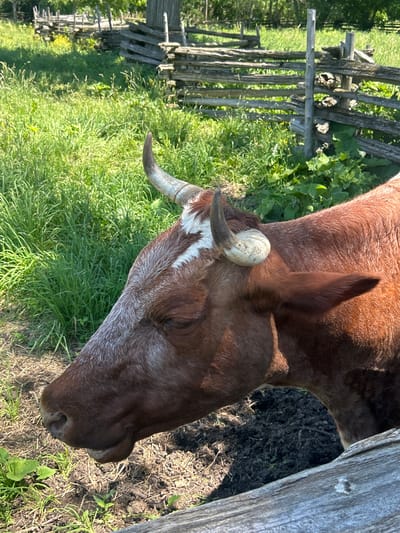 The image shows a close-up of a brown and white cow's head and part of its body, facing left. The cow has a white blaze on its forehead and short, curved horns. It is standing in a field of green grass with a wooden fence in the background. The fence appears to be made of rough-hewn logs. The environment suggests a rural setting, possibly a farm or park in South Dundas, Canada. The lighting indicates it is daytime, likely sunny given the shadows and brightness of the grass.