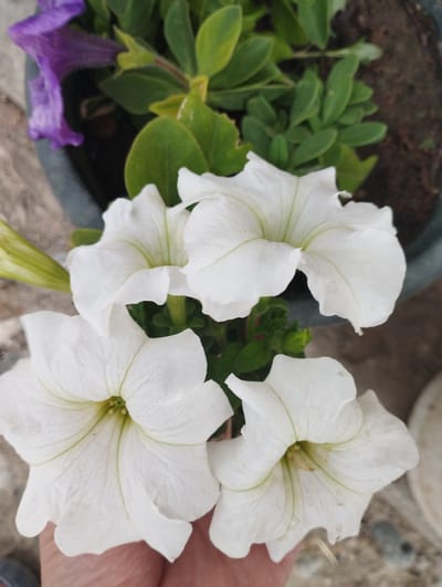 A close-up, top-down shot shows four white petunia flowers in bloom, positioned in the foreground. The flowers have five petals each, with delicate green veins radiating from the center. The centers of the flowers are yellow-green. Behind the white flowers, a blurry purple petunia and green leaves are visible, along with a dark pot and brown soil. The background appears to be a concrete or stone surface. The image is taken in a garden or outdoor setting, potentially in Kenesh, Kyrgyzstan, though the location is not explicitly confirmed within the image itself.